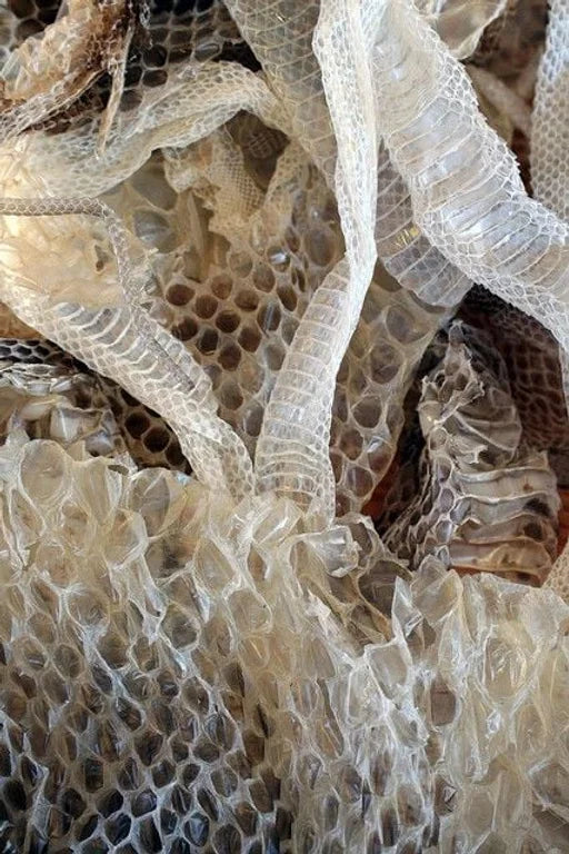 Shed snakeskin